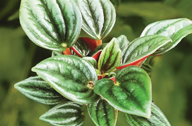 Peperomia Rosso