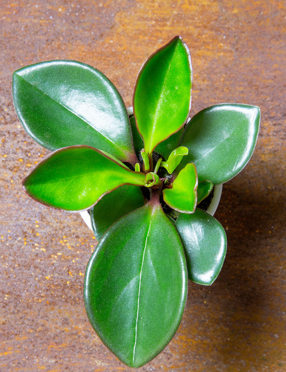 Peperomia 'Red Edge'