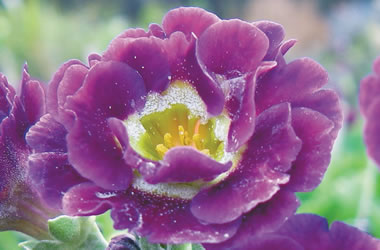 Auricula Primula Double Purple