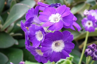 Primula Auricula Linda Pope