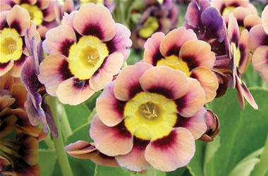 Primula Auricula Sirius