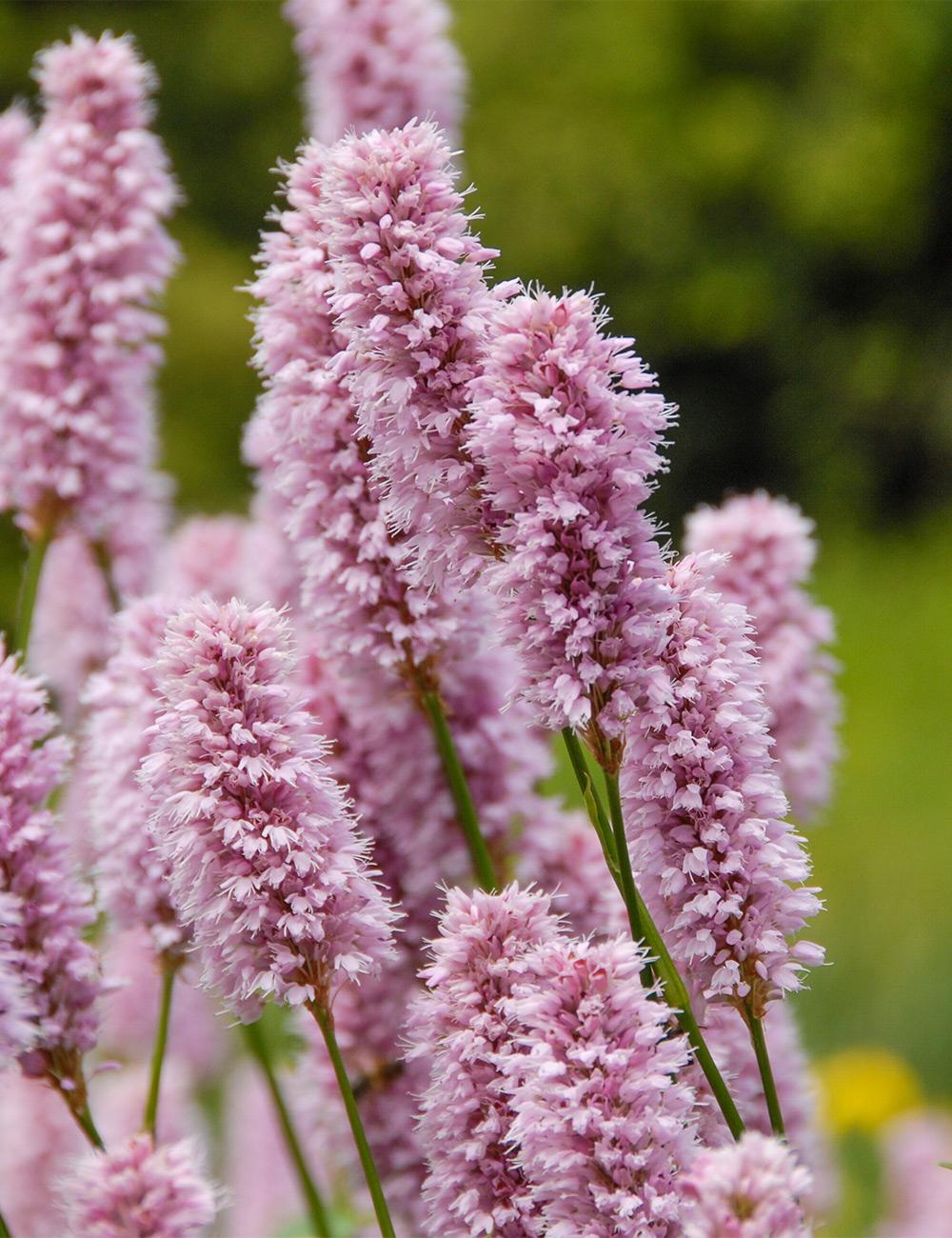 Persicaria 'Superba'