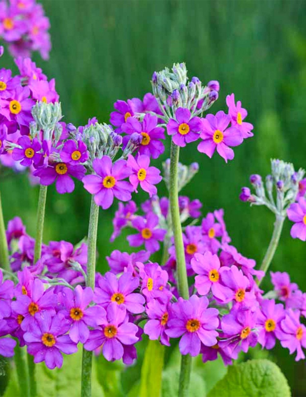 Candelabra Primrose