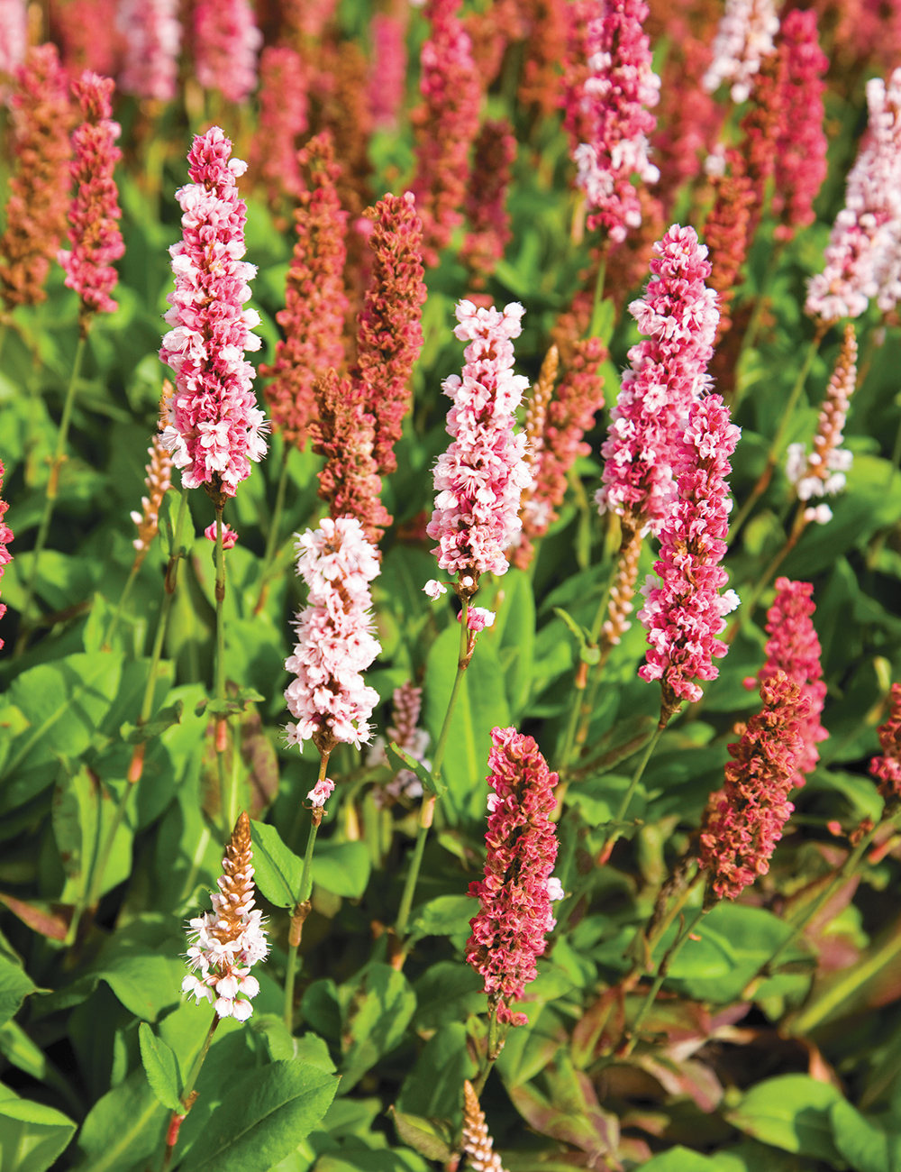 Persicaria 'Dimity'