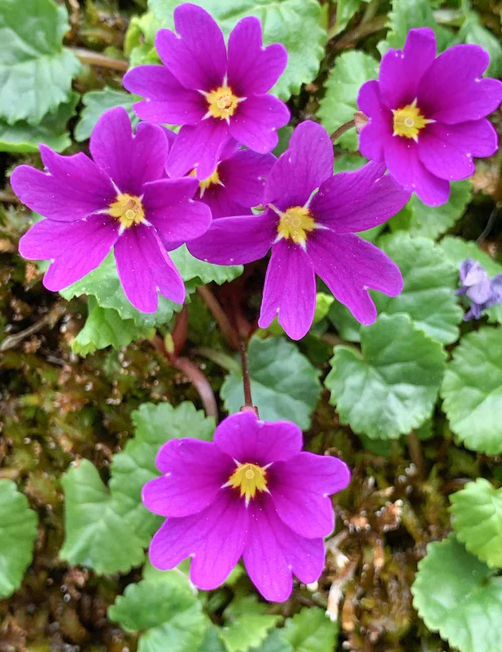 Primula Carpet Primrose