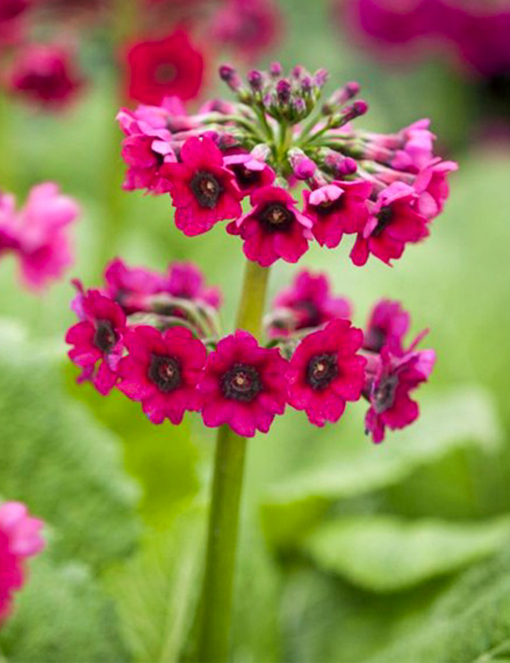 Primula Miller's Crimson