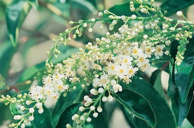 Portuguese Laurel