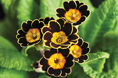 Elatior Primula Gold Lace