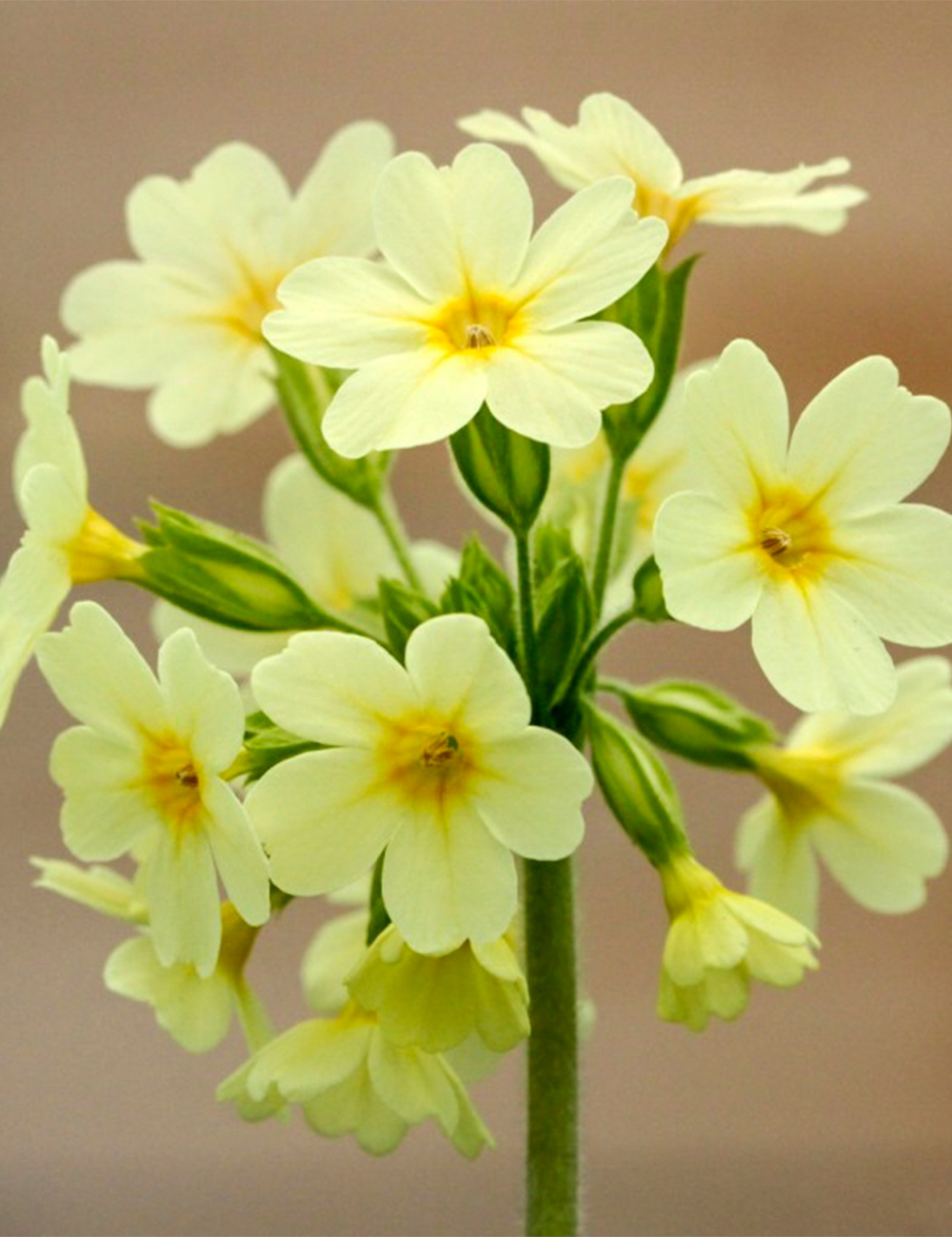 Primula Oxlip