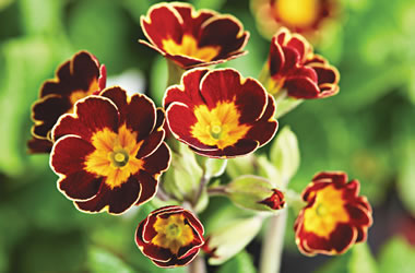 Elatior Primula Victoriana Gold Lace Red