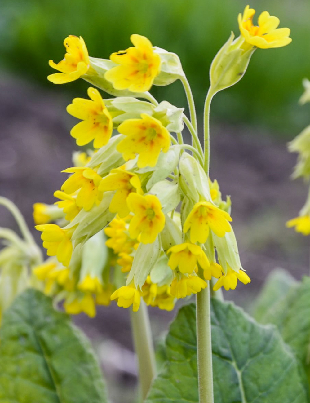 Primula English Cowslip