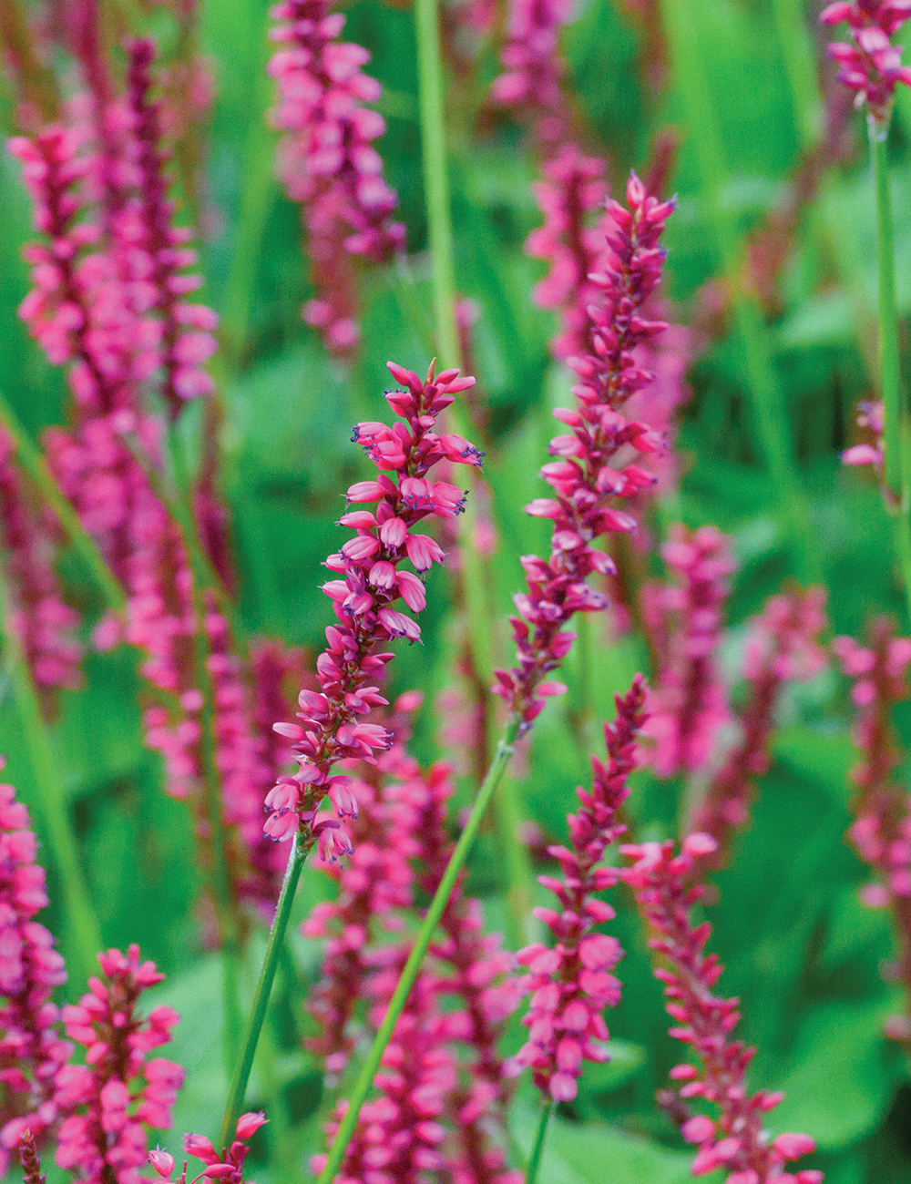 Persicaria 'Amethyst Summer'