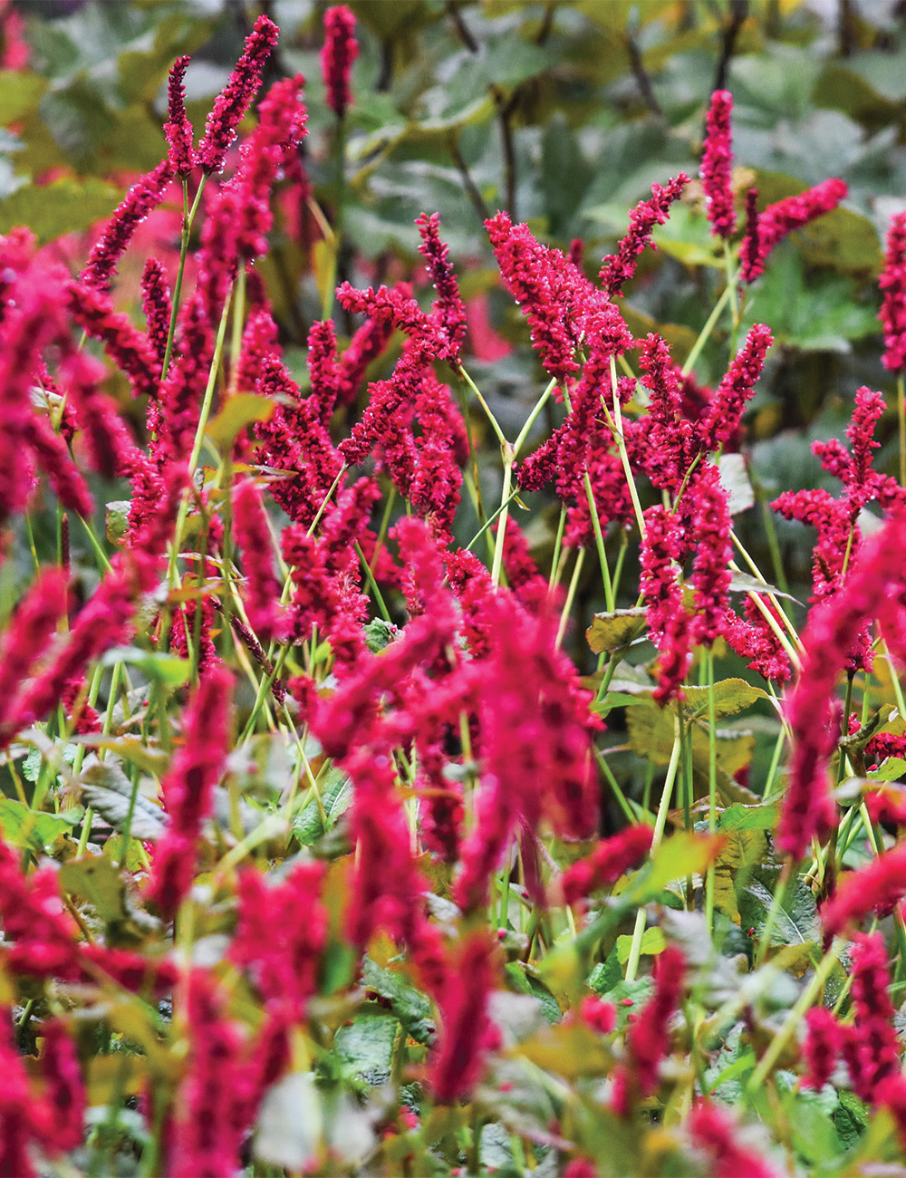 Persicaria 'Blackfield'