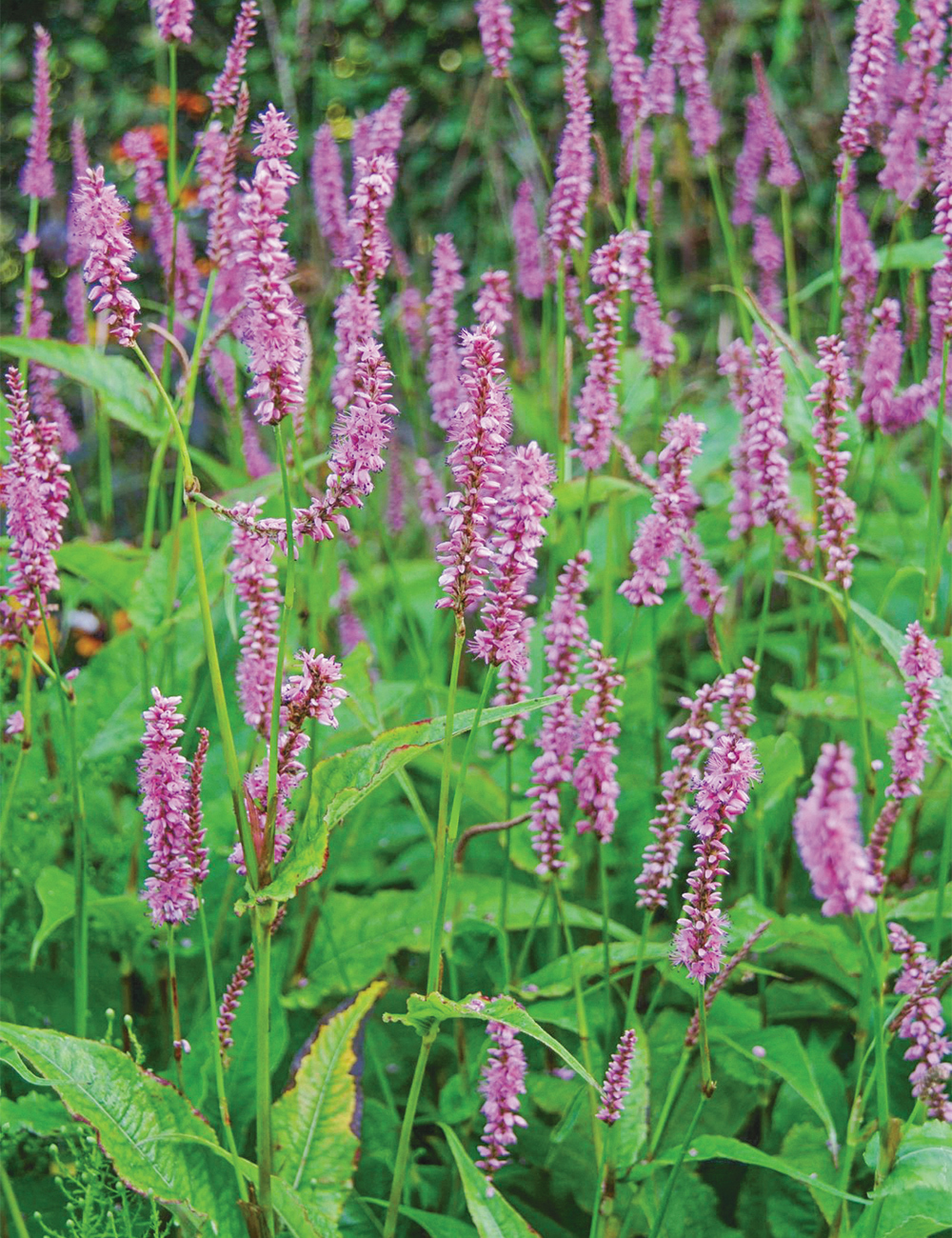 Persicaria 'Pinkfield'