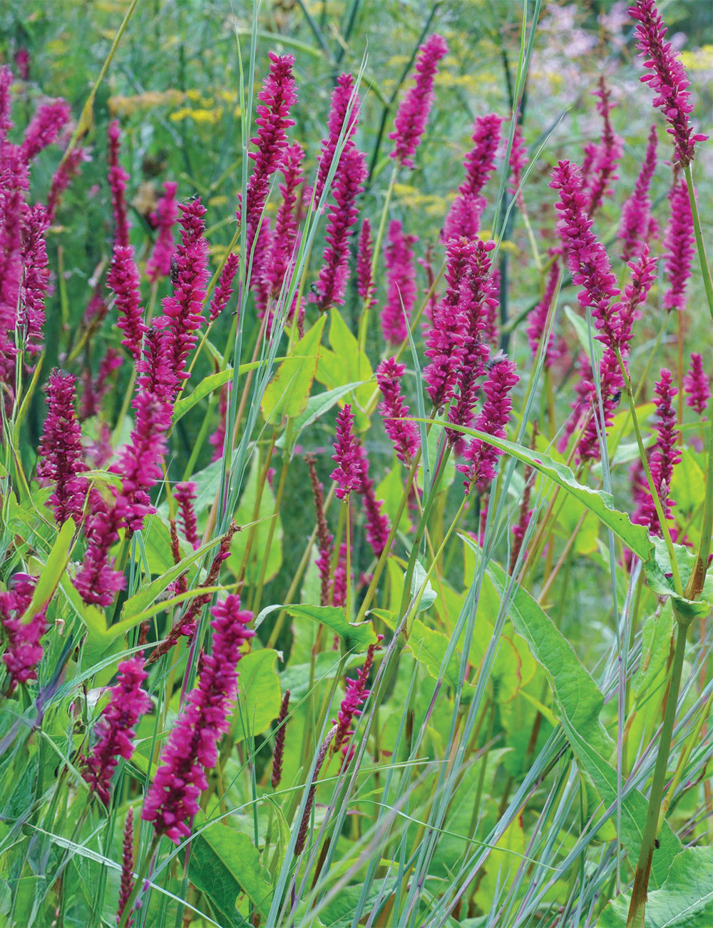 Persicaria 'Purple Spears'