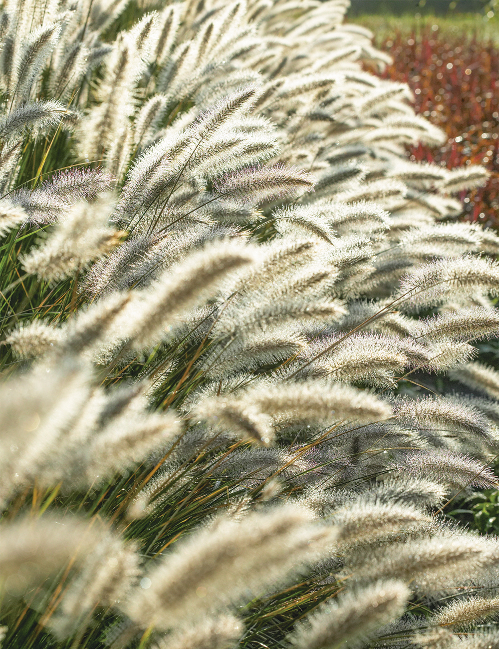 Chinese Fountain Grass