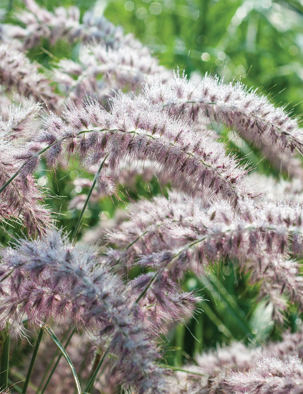 Pennisetum 'Tall Tails'