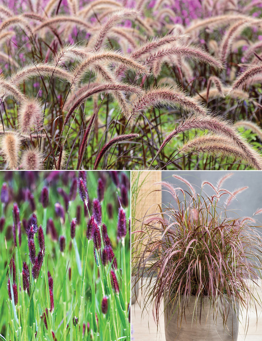 Fountain Grass (reduced) Collection