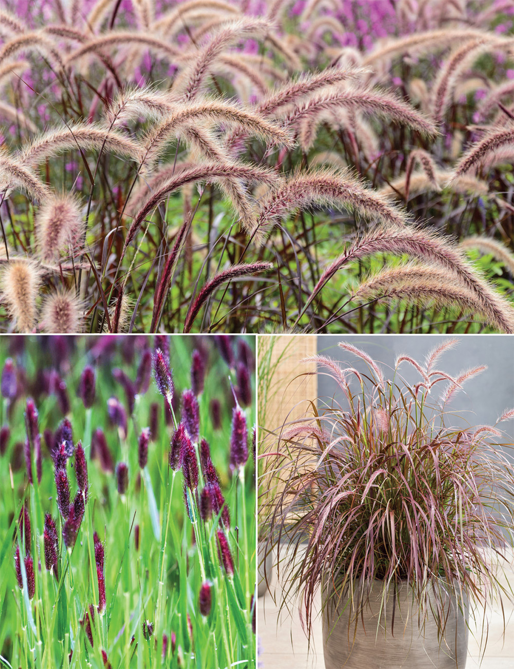 Fountain Grass Collection