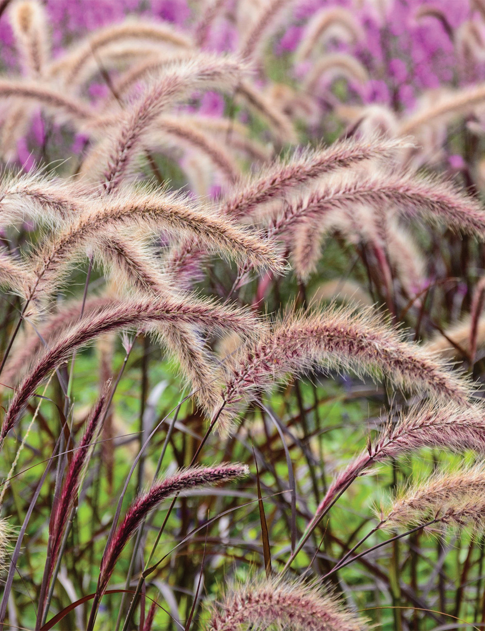 Pennisetum 'Rubrum'