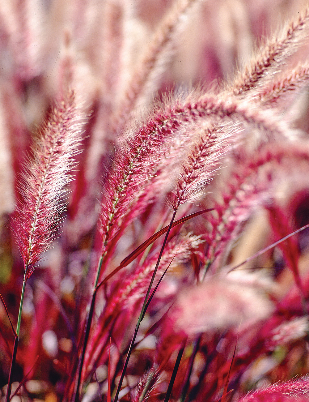 Fountain Grass 'Red Riding Hood'