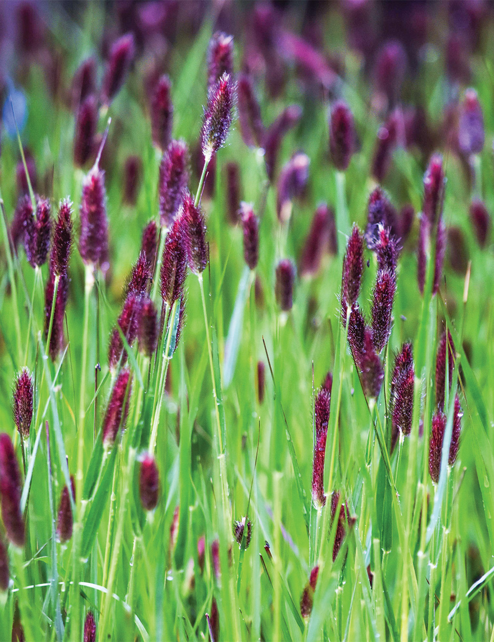 Fountain Grass 'Red Buttons'