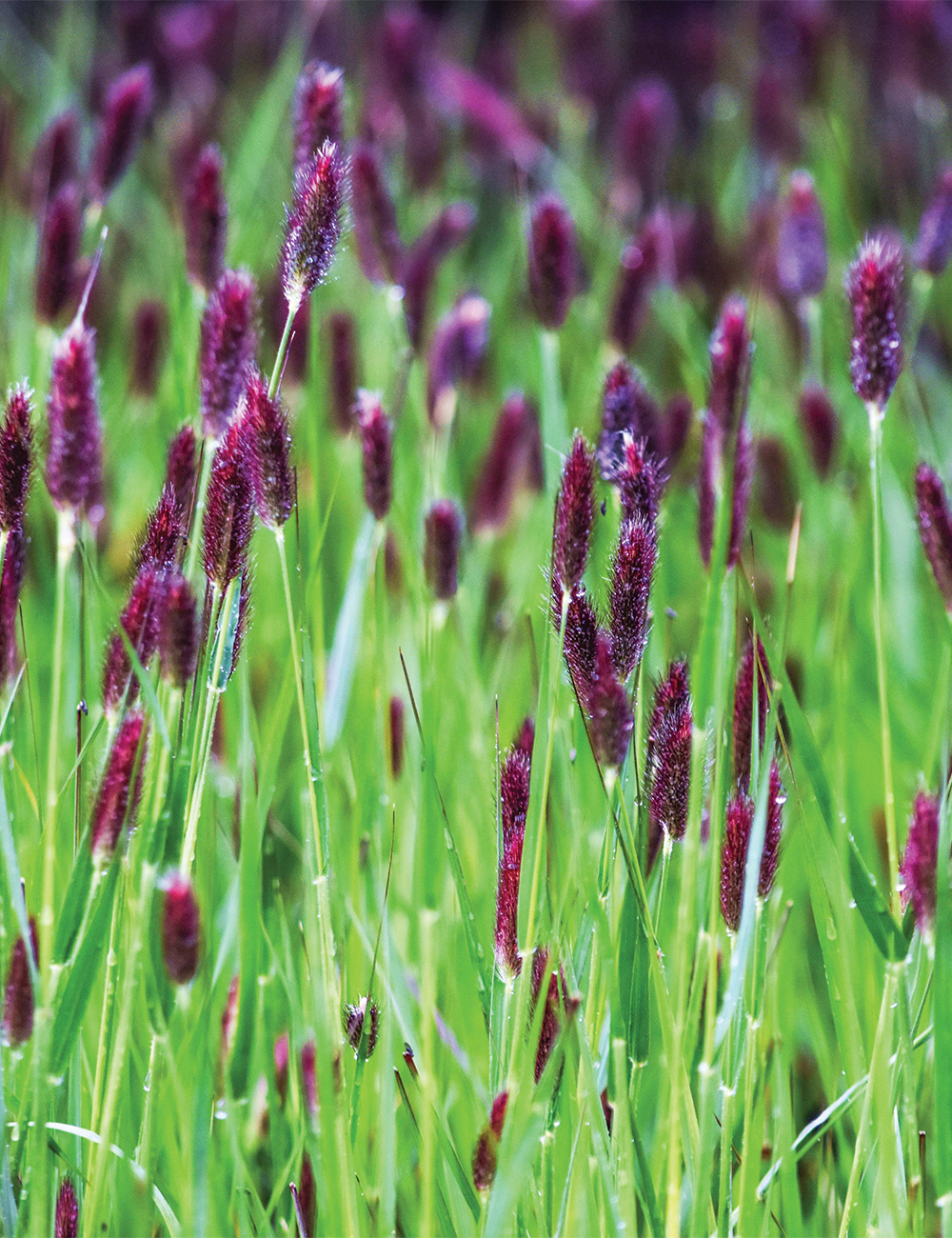 Pennisetum 'Red Buttons'