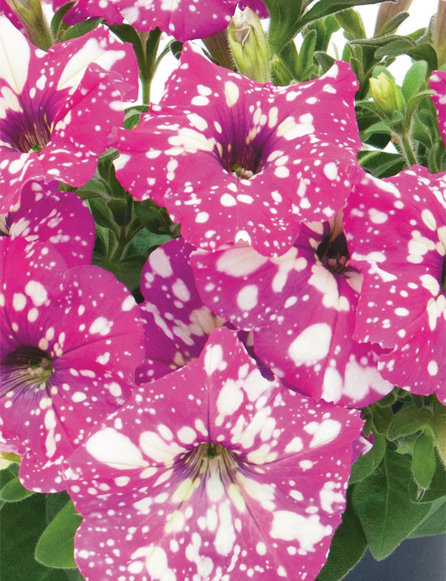 Perennial Petunias BabyDoll