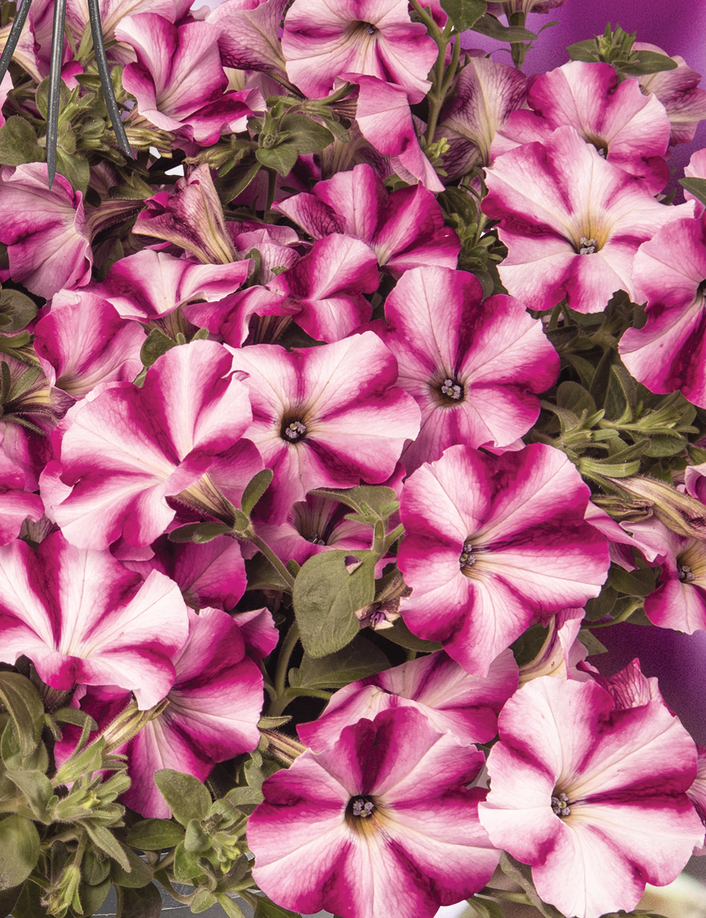 Perennial Petunia Surprise 'Burgundy Star'