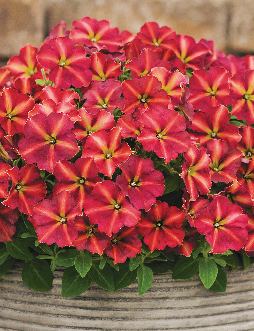 Perennial Petunias Cha Ching Cherry