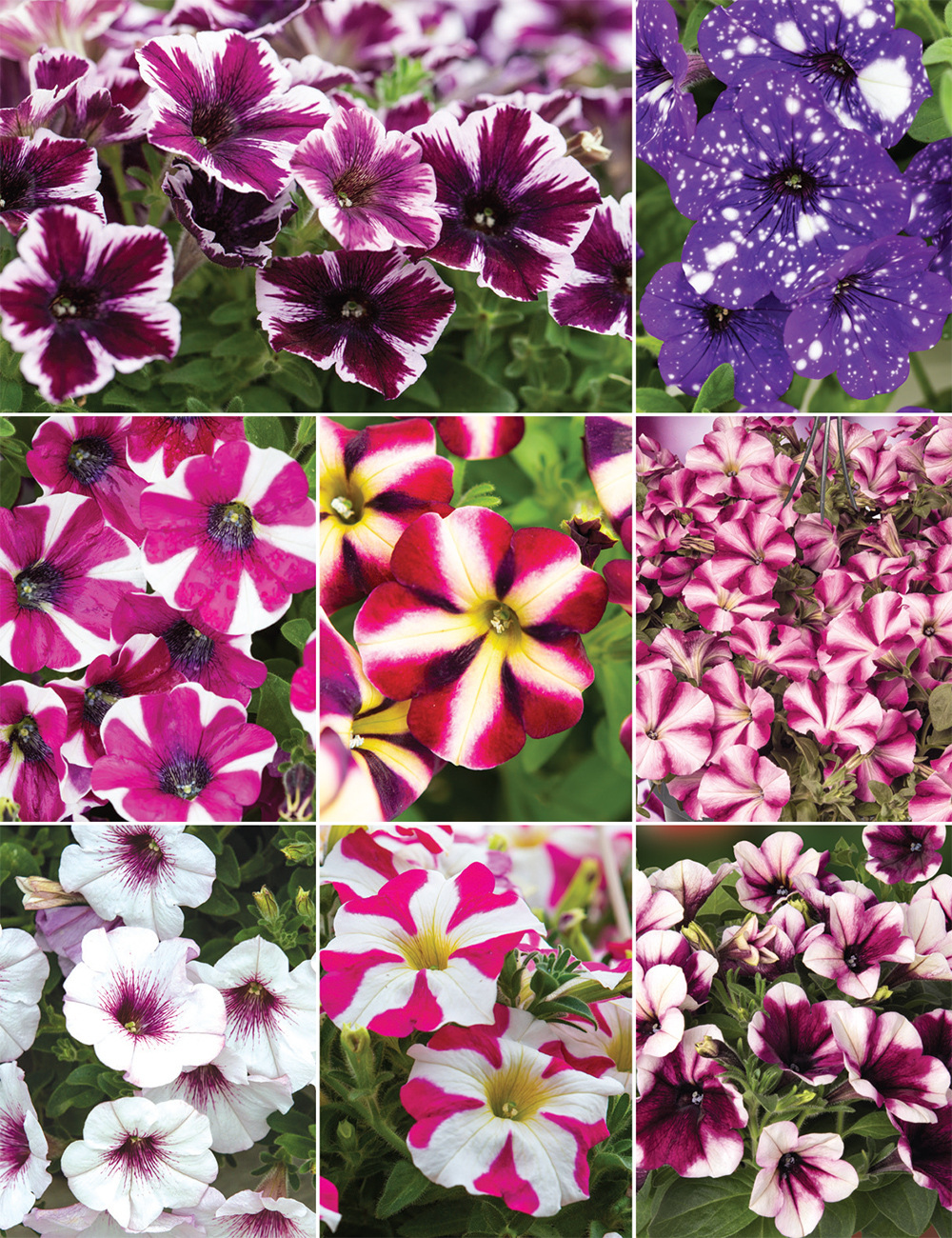 Perennial Petunias (reduced) Collection