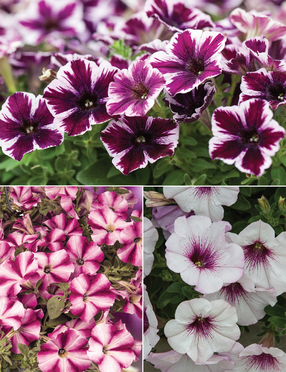 Perennial Petunias Collection