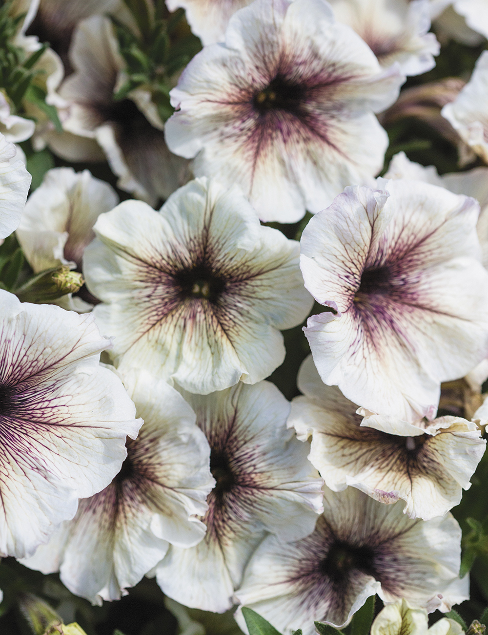 Perennial Petunias Viva 'Cappuccino'