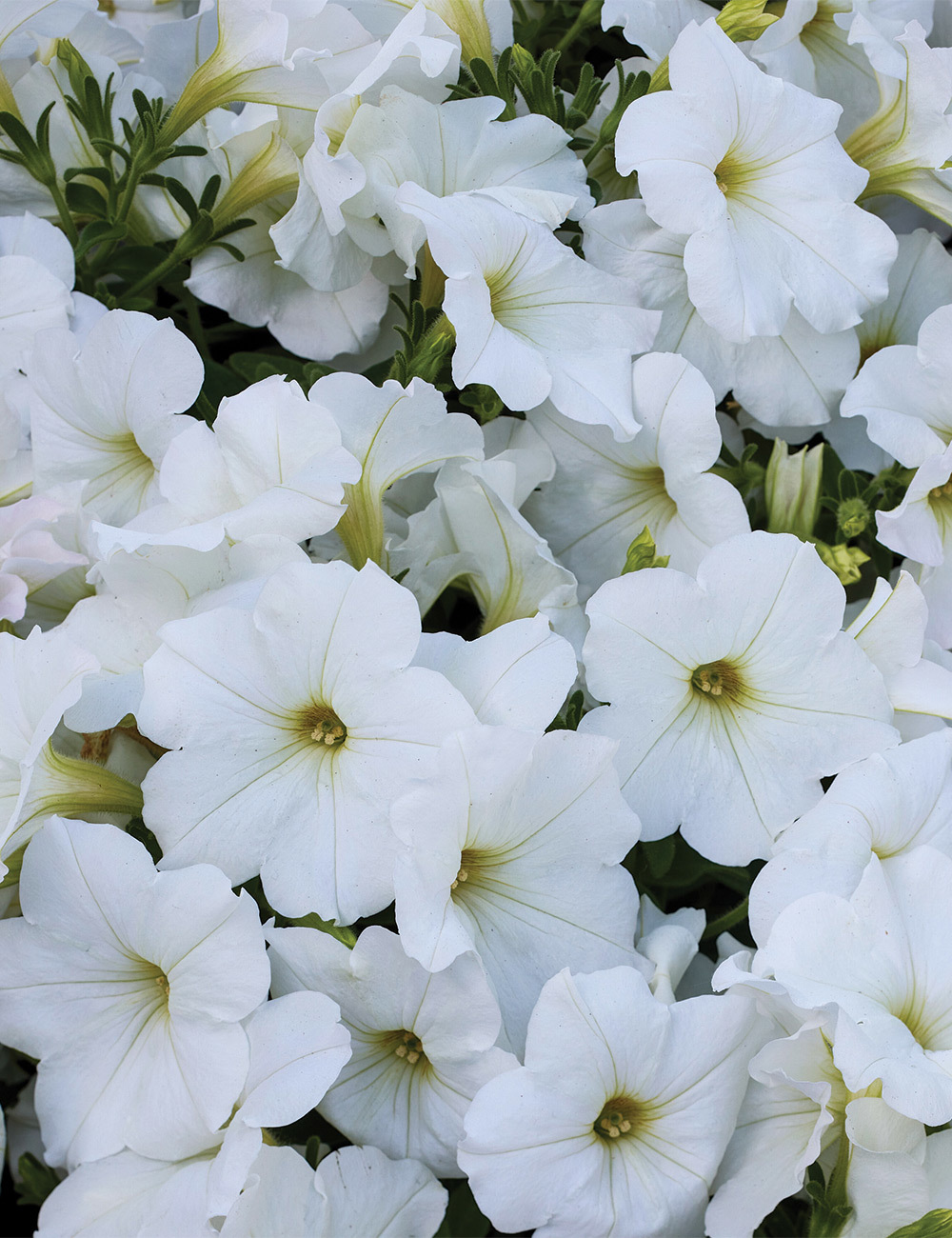 Petunia 'Cannonball White'