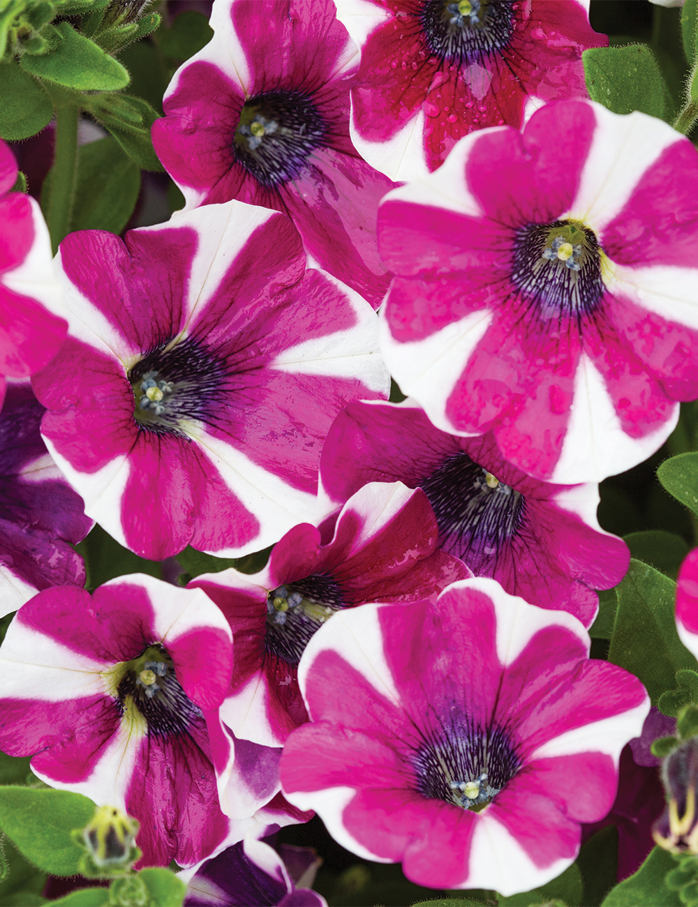 Perennial Petunia 'Hot Lips'