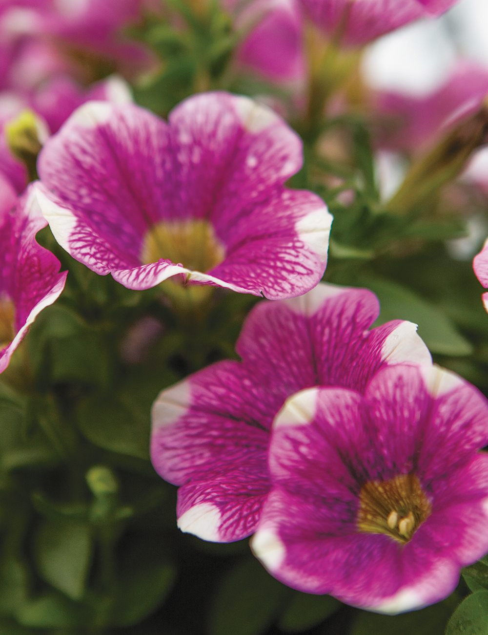 Perennial Petunias Sweetunia 'Hot Pink Touch'