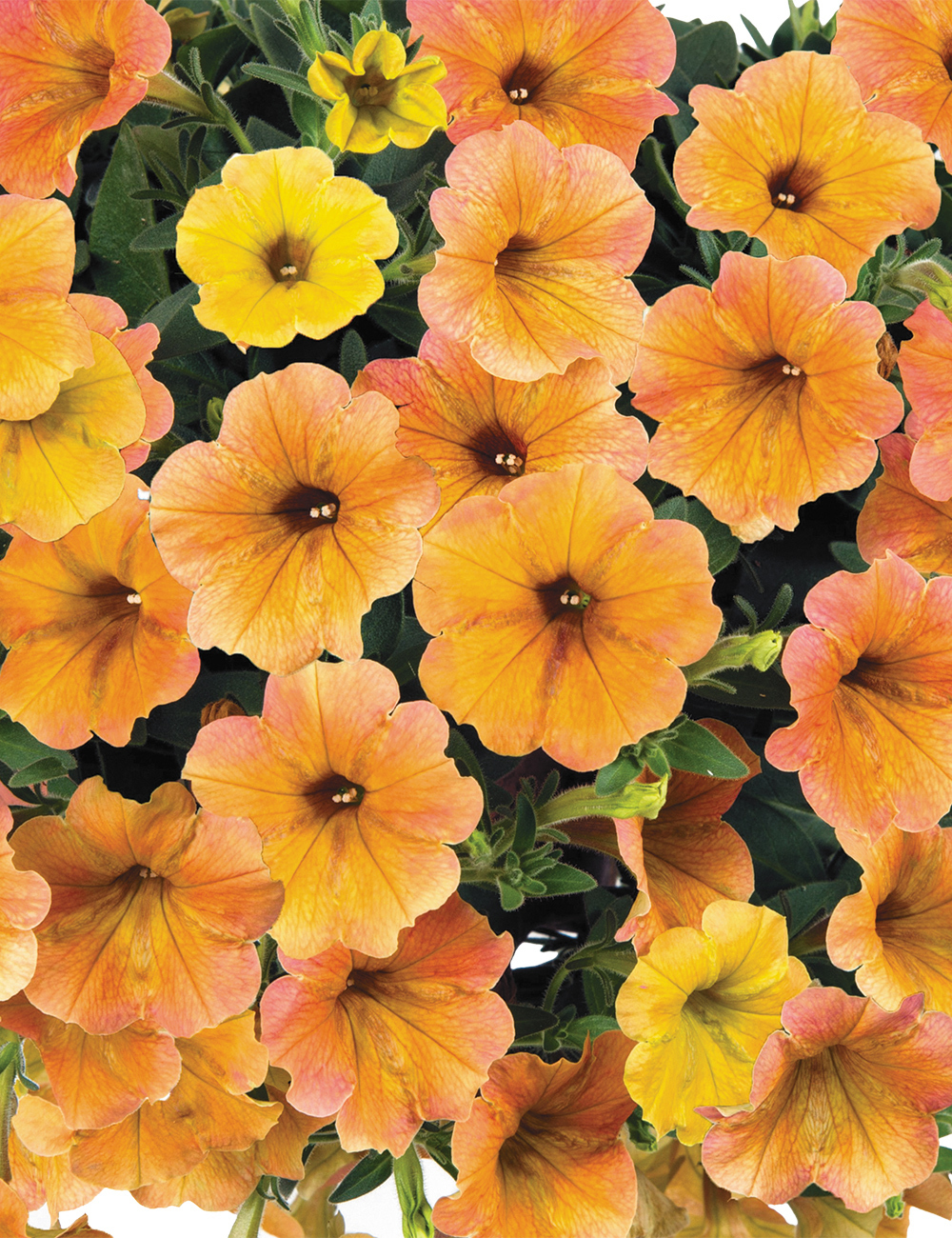 Perennial Petunias Indian Summer