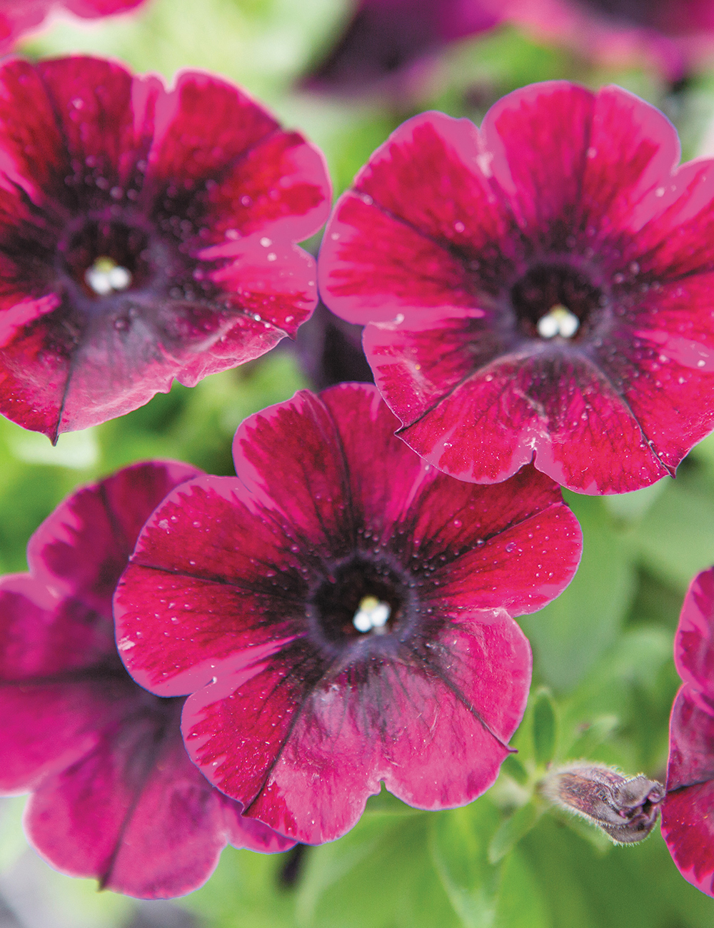 Perennial Petunias Johnny Flame