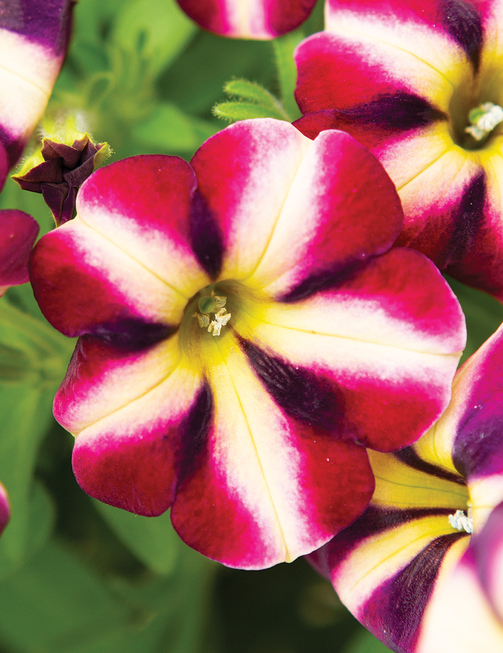 Perennial Petunia Amore 'King of Spades'