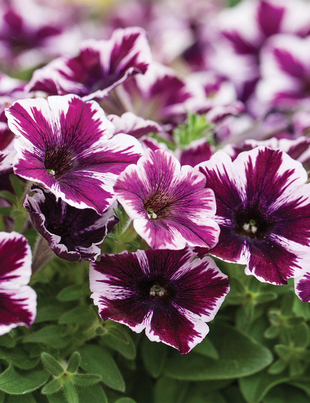 Perennial Petunia Sweetunia 'Miss Marvellous'