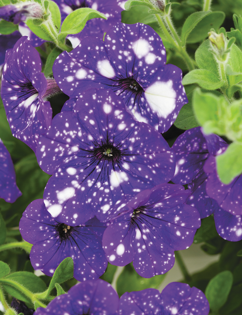 Perennial Petunia 'Night Sky'