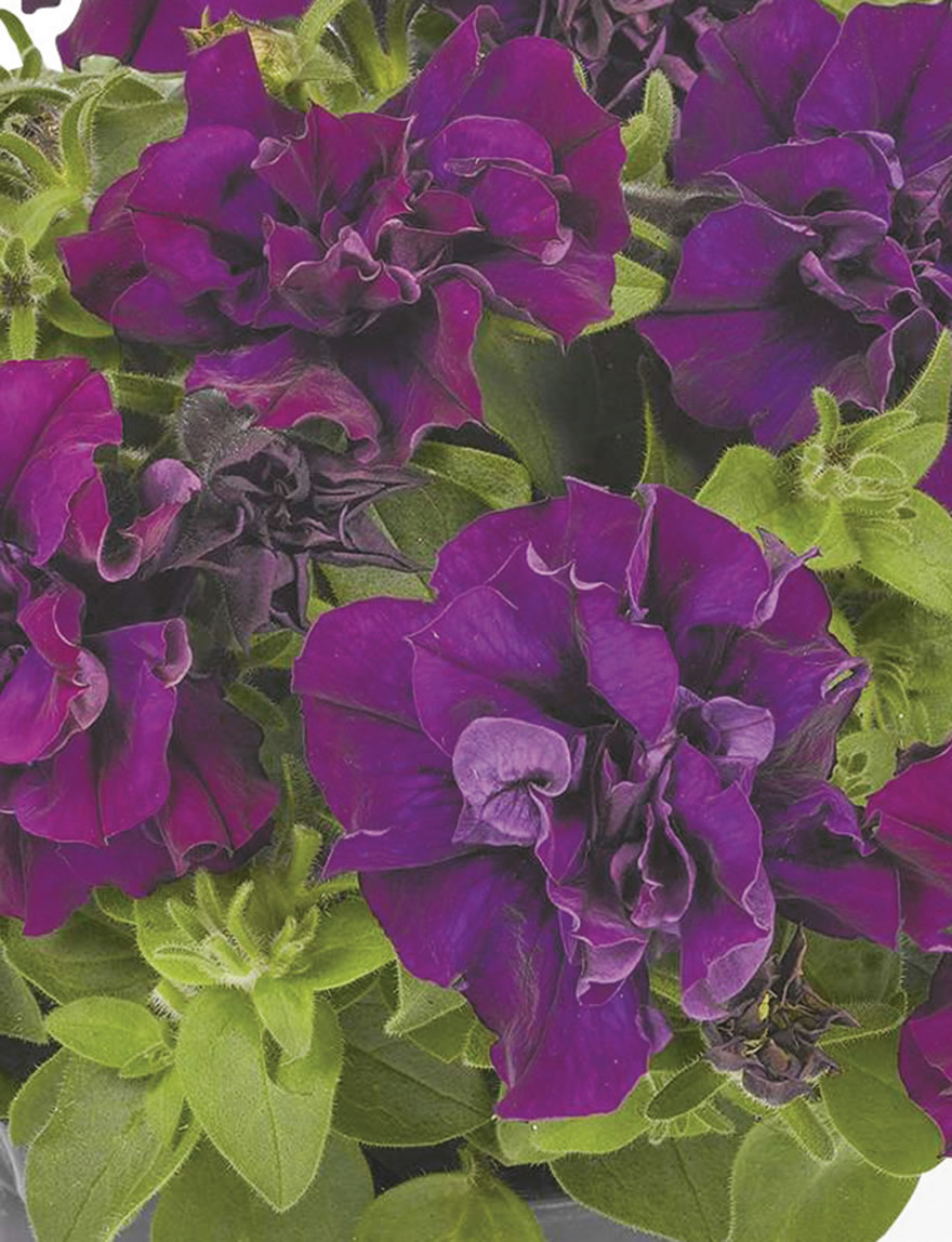 Perennial Petunias Origami Burgundy