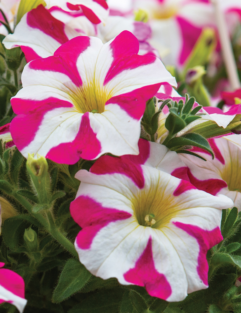 Perennial Petunia Amore 'Pink Hearts'