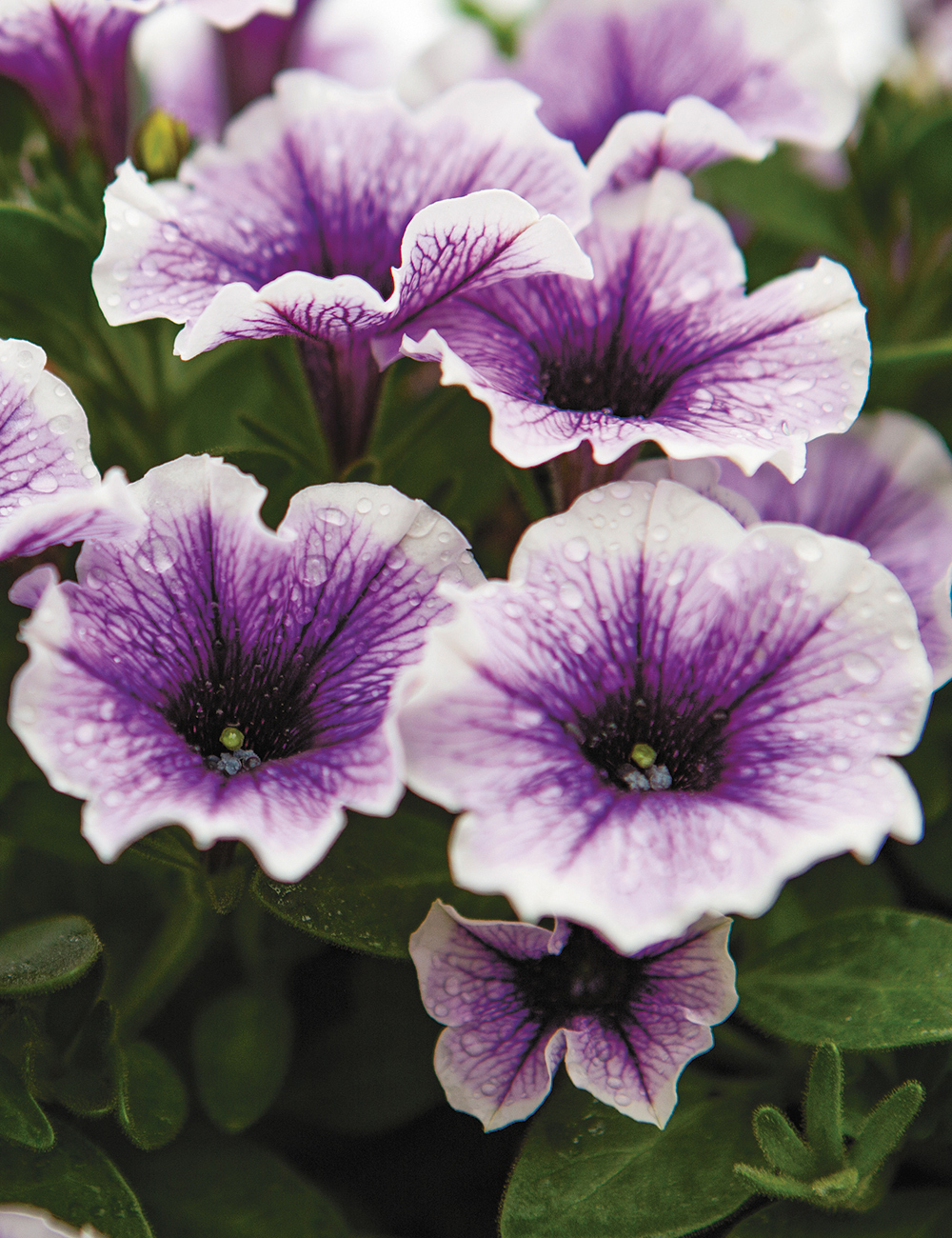 Perennial Petunias Sweetunia 'Purple Spotlight'