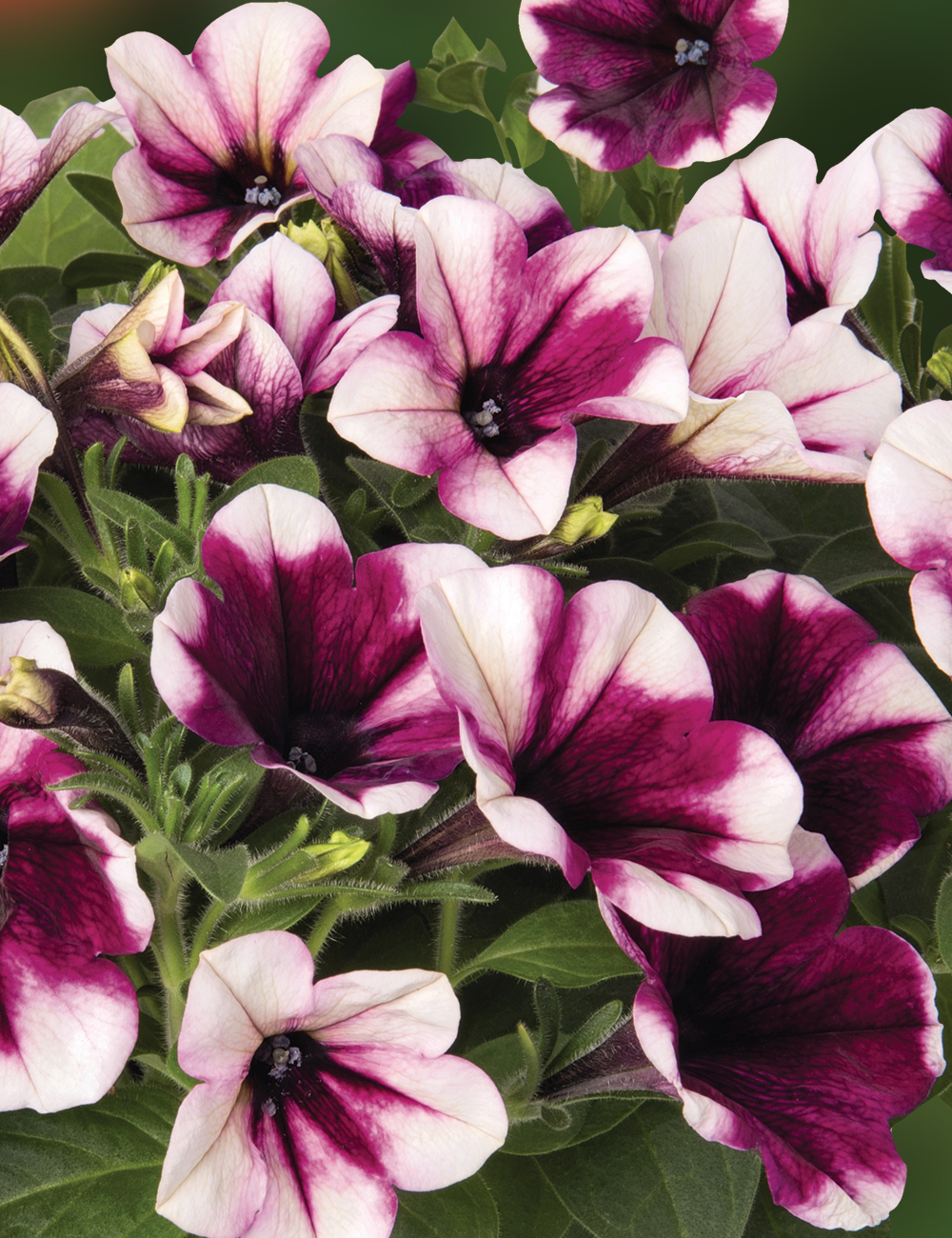 Perennial Petunia Sweetunia 'Purple Touch'