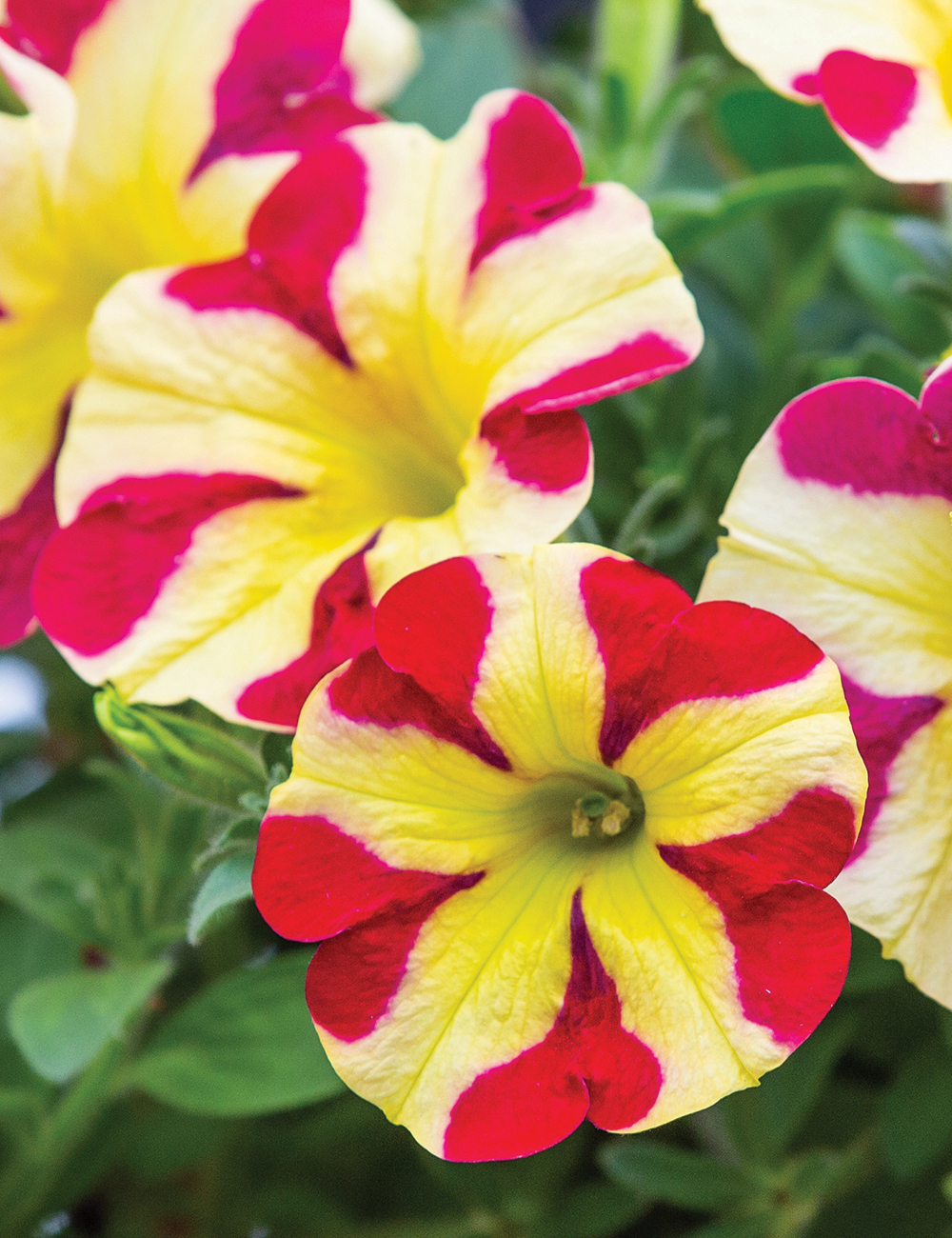 Perennial Petunia Amore 'Queen of Hearts'