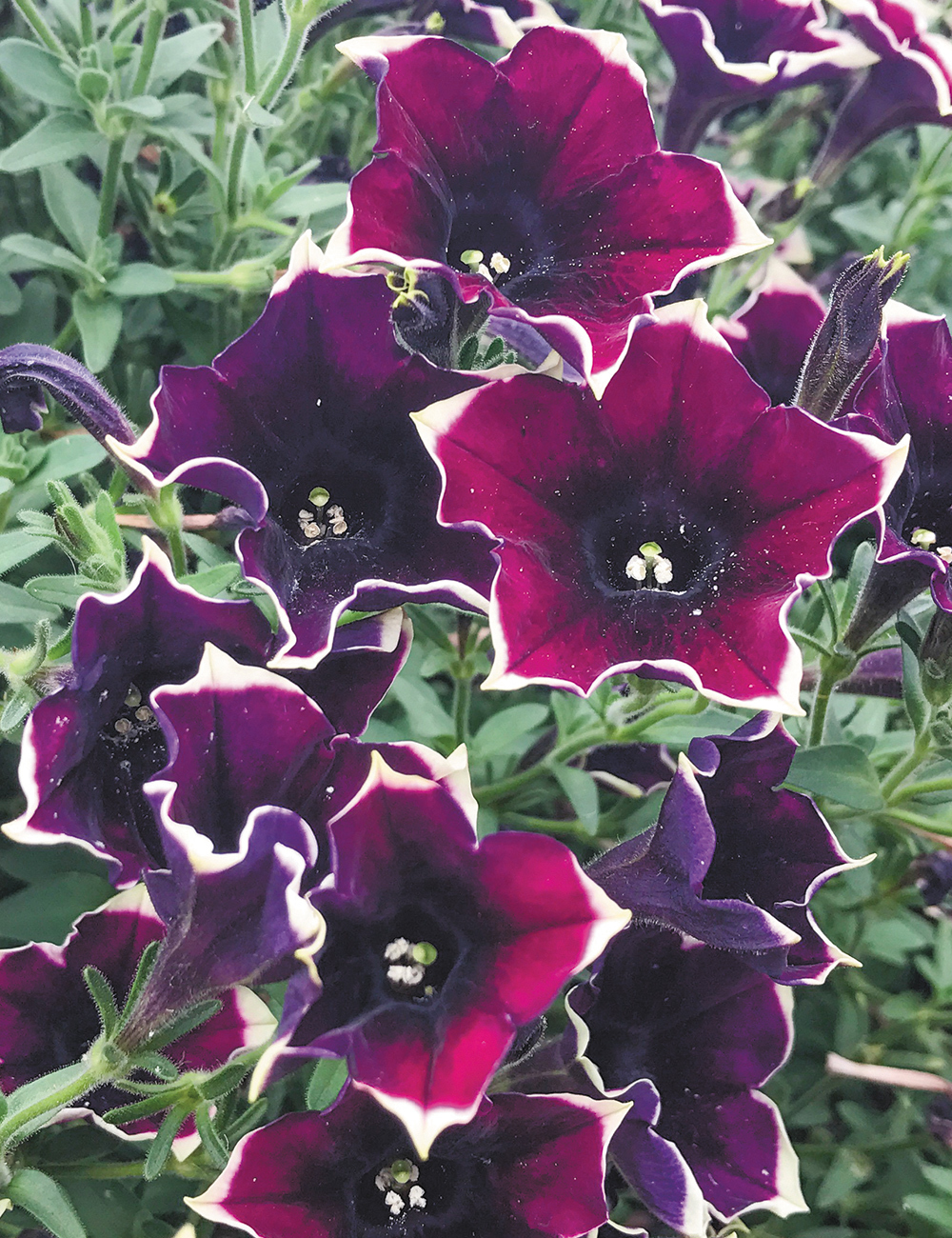 Perennial Petunias Rim Magenta