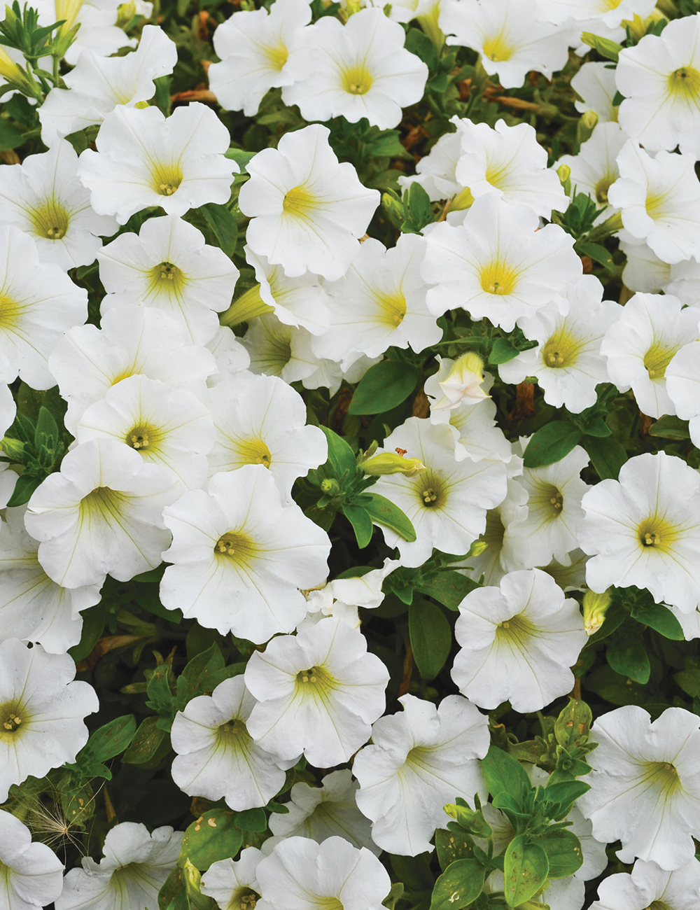 Perennial Petunias Starlet White