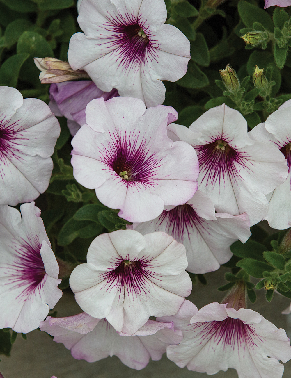 Perennial Petunia Surprise 'White Orchid'