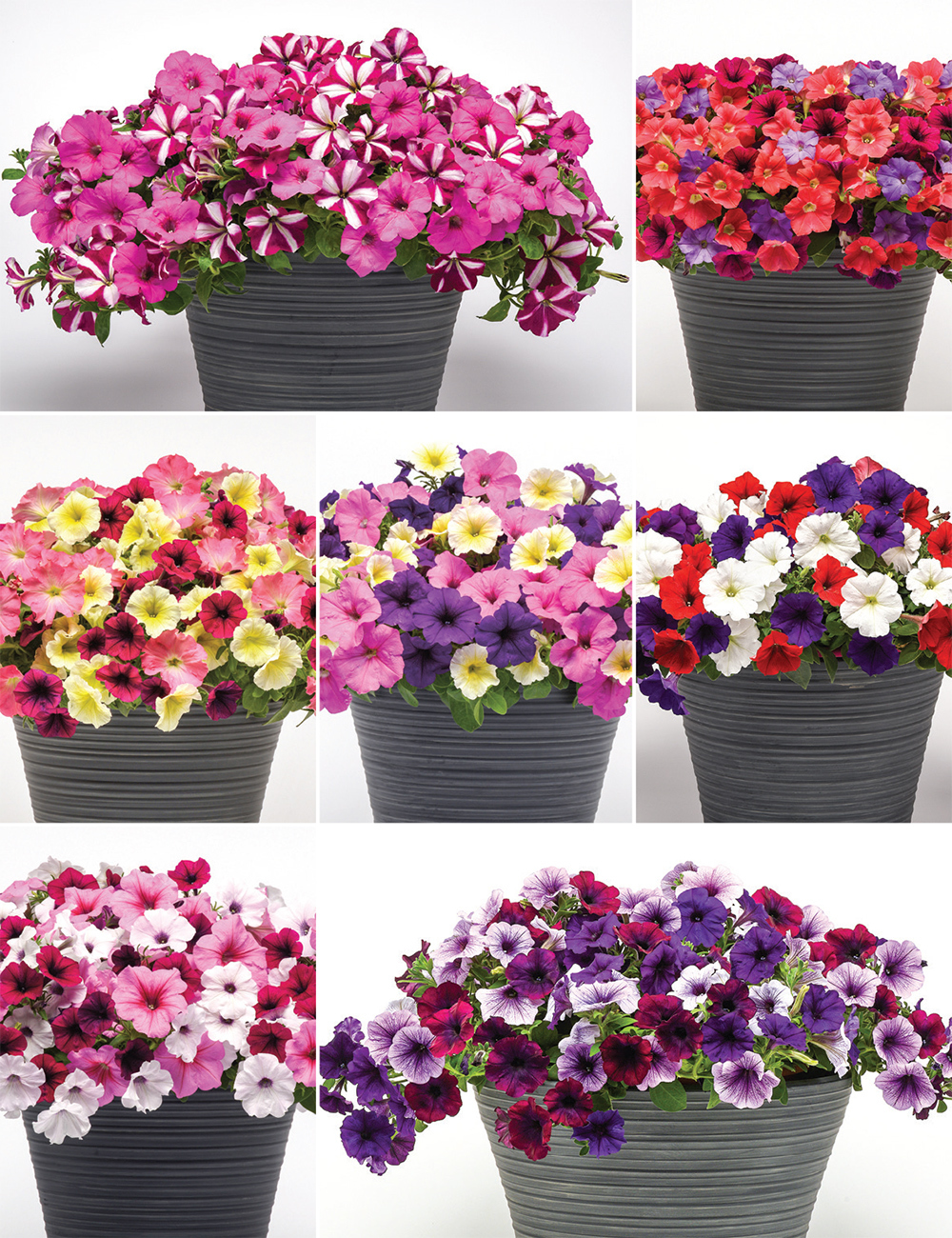 Patchwork Petunias Collection